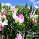 Wicke, Gartenwicke Villa Roma White Rose - Lathyrus odoratus - Samen