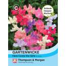 Wicke, Gartenwicke Here Come The Girls - Lathyrus odoratus - Samen