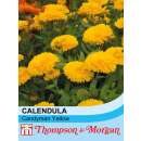 Ringelblume Candyman Yellow - Calendula officinalis nana - Samen