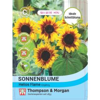 Sonnenblume Helios Flame F1 Hybride - Helianthus annuus - Samen