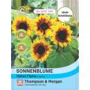 Sonnenblume Helios Flame F1 Hybride - Helianthus annuus - Samen