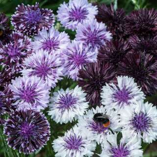 Kornblume Classic Magic - Centaurea cyanus - Samen