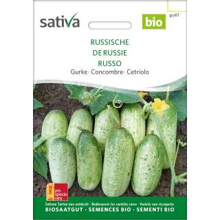 Russische Gurke - Cucumis melo -Samen