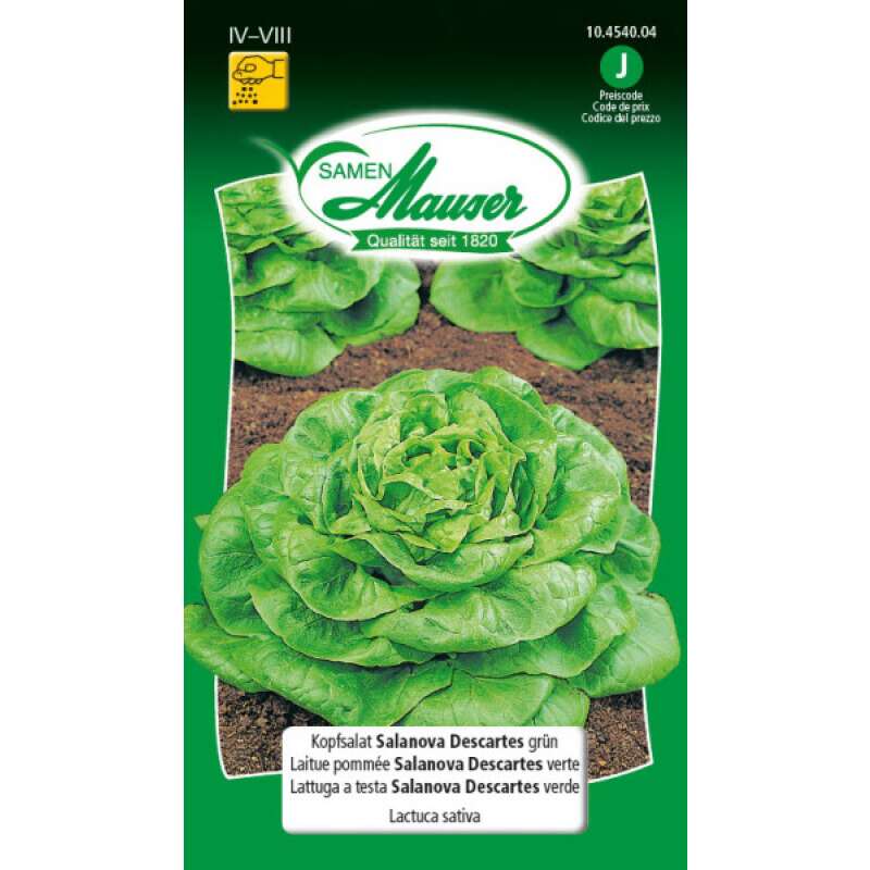Salat, Salanova Descarte, grün - PROFILINE - Lactuca sativa - PILLENSAATGUT