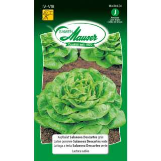 Salat, Salanova Descarte, grün - PROFILINE - Lactuca sativa - PILLENSAATGUT