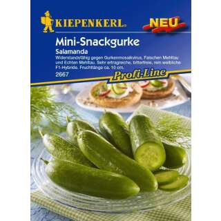 Gurke, Mini-Snackgurke Salamanda F1 PROFILINE - Cucumis...