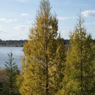 Lärche, sibirische - Larix sibirica - Samen