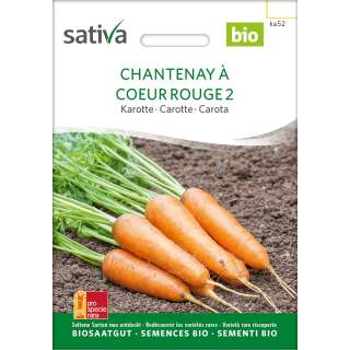 Karotte Chantenay - Daucus carota  - Demeter biologische Samen