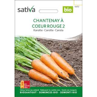 Karotte Chantenay - Daucus carota  - Demeter biologische...