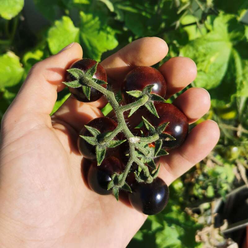 Tomate Indigo Blue Berries - Lycopersicon esculentum - Tomatensamen