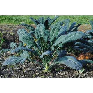 Palmkohl Nero di Toscana - Brassica oleracea var. acephala - biologische Demeter Samen