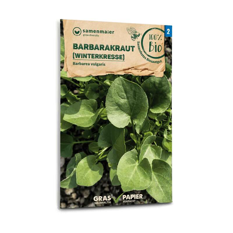 Barbarakraut, Winterkresse - Barbarea vulgaris  - BIOSAMEN