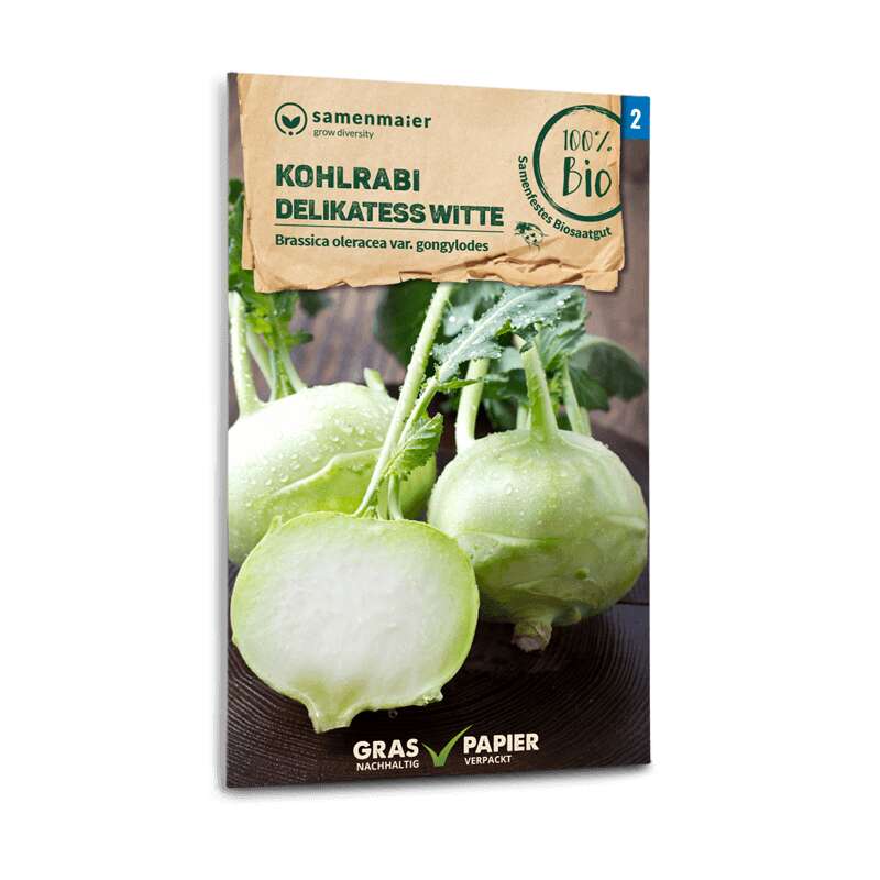 Kohlrabi Delikatess Witte - Brassica oleracea var. gongylodes - BIOSAMEN