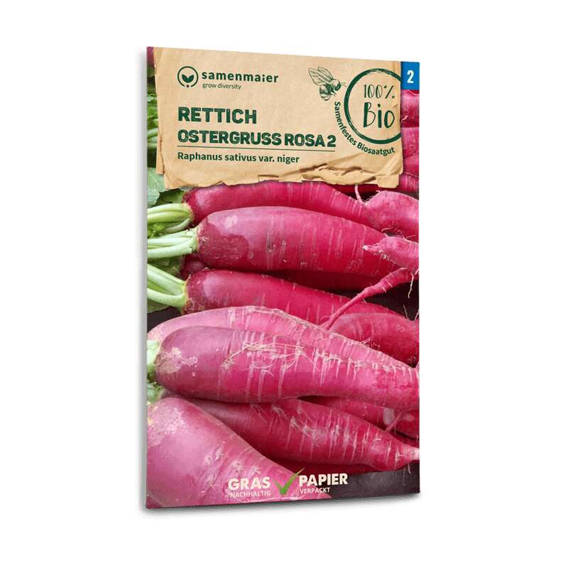 Rettich Ostergruss rosa 2 - Raphanus sativus - BIOSAMEN