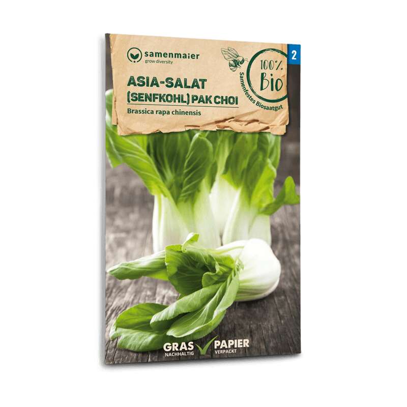 Asia-Salat, Senfkohl Pak Choi - Brassica rapa chinensis - BIOSAMEN