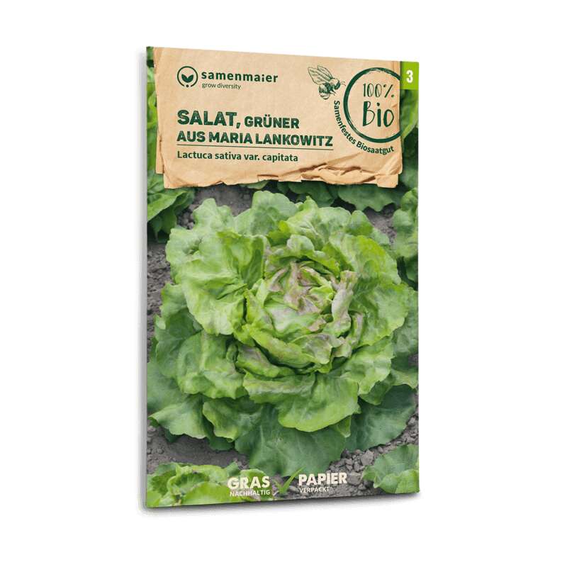 Salat Grüner aus Maria Lankowitz - Lactuca sativa var. capitata - BIOSAMEN