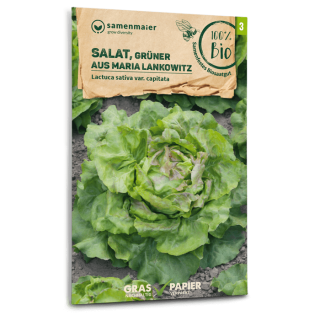 Salat Grüner aus Maria Lankowitz - Lactuca sativa var. capitata - BIOSAMEN