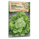 Eissalat Grazer Krauthäuptel 2 - Lactuca sativa var. capitata - BIOSAMEN