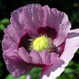 Mohn, Schlafmohn Violett - Papaver somniferum - Demeter Biologische Samen