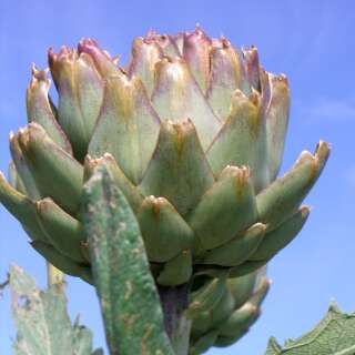 Artischocke - Cynara scolymus - Demeter Biologische Samen