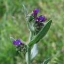 Ochsenzunge, echte - Anchusa officinalis - Samen