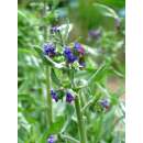 Ochsenzunge, echte - Anchusa officinalis - Samen