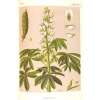 Lupin, lupin comestible - Lupinus albus - graines
