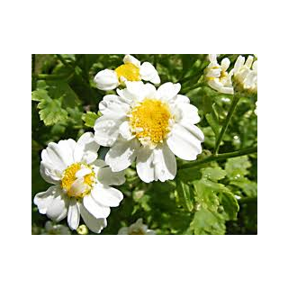 Mutterkraut, weiss mit gelber Mitte - Tanacetum...