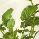 Rucola, mehrjährig - Diplotaxis tenuifolia - Demeter Biologische Samen