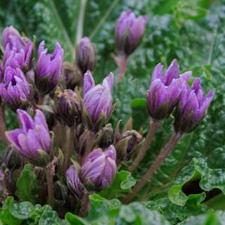 Alraune, herbstblühend - Mandragora autumnalis - Samen