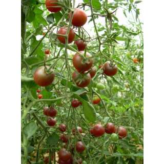 Tomate Black Cherry - Lycopersicon esculentum -  Demeter...