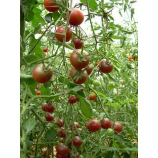 Tomate Black Cherry - Lycopersicon esculentum -  Demeter Bio-Samen