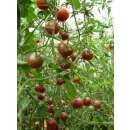Tomate Black Cherry - Lycopersicon esculentum -  Demeter Bio-Samen