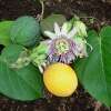 Granadilla, süsse - Passiflora ligularis - Samen