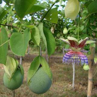 Passionsfrucht Sweet Calabash - Passiflora maliformis -...