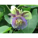 Passionsfrucht Sweet Calabash - Passiflora maliformis -...