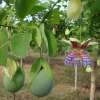 Passionsfrucht Sweet Calabash - Passiflora maliformis - Samen