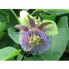 Passionsfrucht Sweet Calabash - Passiflora maliformis - Samen