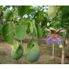 Passionsfrucht Sweet Calabash - Passiflora maliformis - Samen