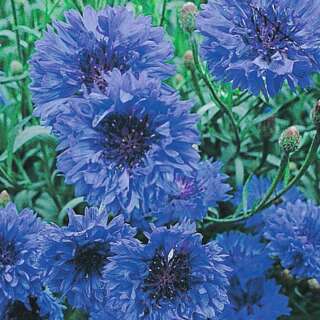 Kornblume, Wildblume Blue Diadem - Centaurea cyanoides -...