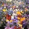 Wildblumenmischung Mittelmeer Mischung - Diverse species - Samen