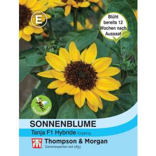 Sonnenblume Tanja F1 - Helianthus annuus - Samen