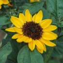 Sonnenblume Tanja F1 - Helianthus annuus - Samen