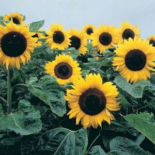 Sonnenblume Elite Sun F1 - Helianthus annuus - Samen