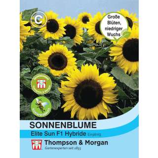 Sonnenblume Elite Sun F1 - Helianthus annuus - Samen