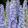 Rittersporn Centurion Lilac Blue Bicolour F1 - Delphinium x cultorum -  Samen