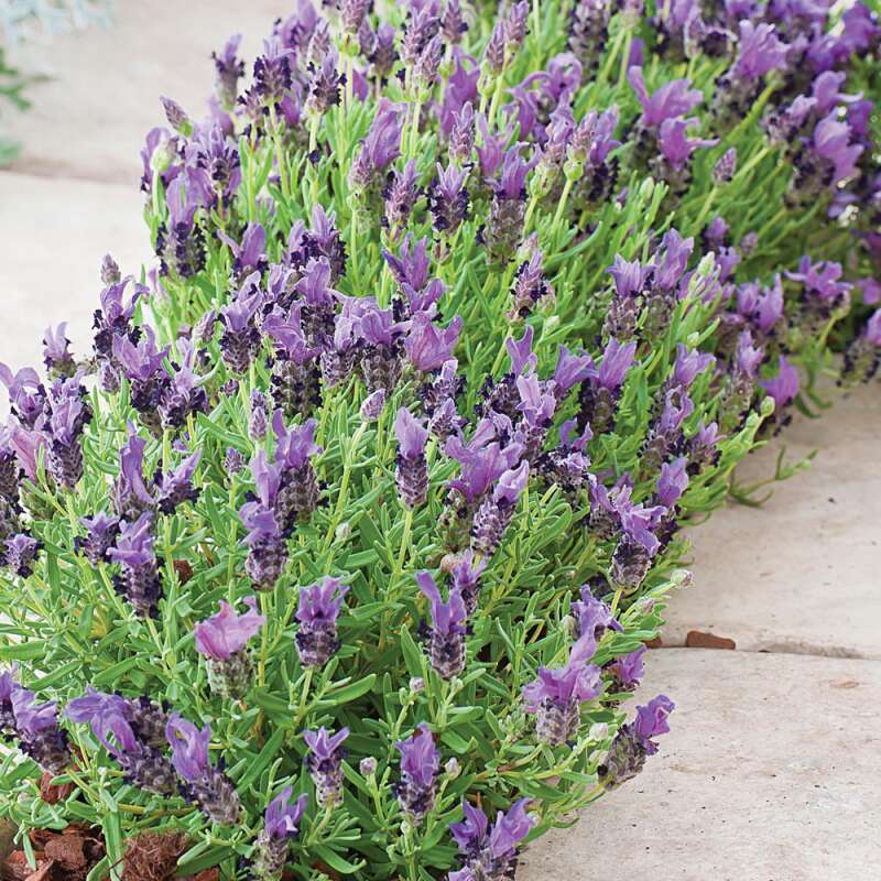 Lavendel Bandera Purple - Lavandula angustifolia - Samen