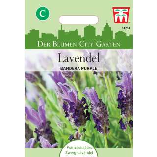 Lavendel Bandera Purple - Lavandula angustifolia - Samen