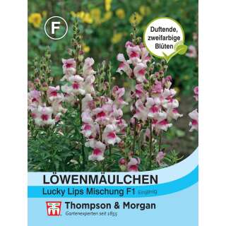 Löwenmaul Lucky Lips - Antirrhinum majus - Samen