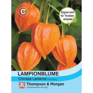 Lampionblume Physalis Chinese Lanterns - Physalis...